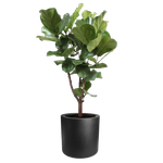 pure cilinder wheels 50 schwarz